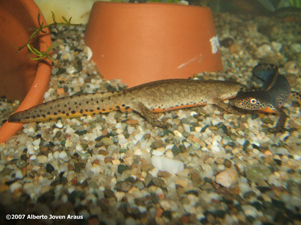 Triturus alpestris