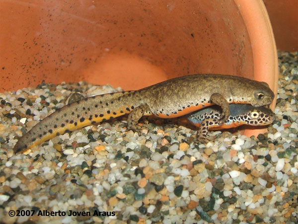 Triturus alpestris