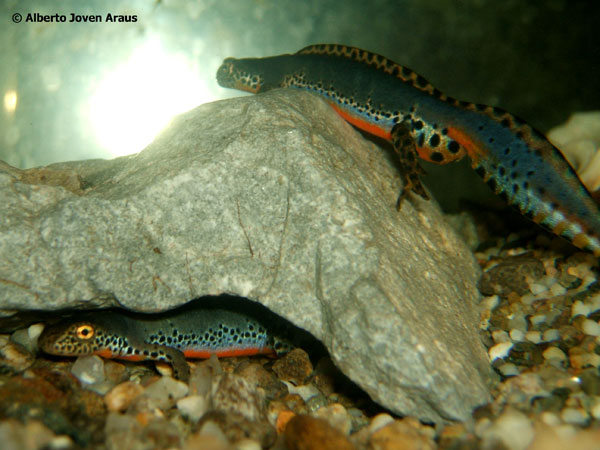 Triturus alpestris