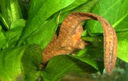 Paramesotriton Hongkongensis