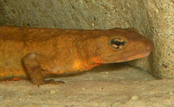 Paramesotriton Hongkongensis