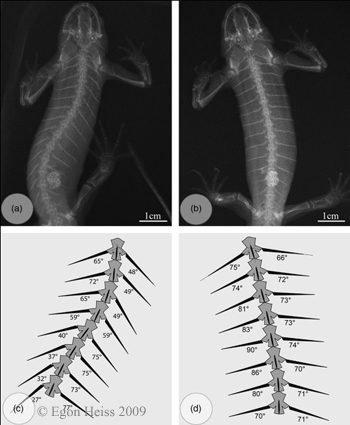 X-rays