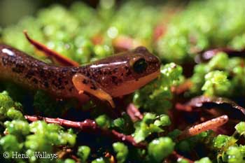 Rhyacotriton cascadae