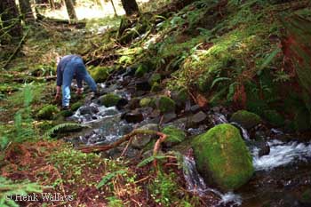 Rhyacotriton cascadae habitat