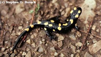 Salamandra algira algira