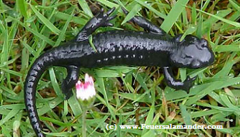 Salamandra atra atra