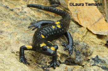 Salamandra atra pasubiensis