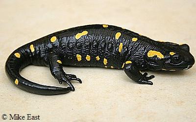 Salamandra corsica