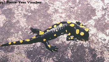 Salamandra infraimmaculata infraimmaculata