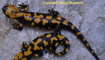 Salamandra infraimmaculata orientalis