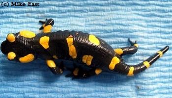 Salamandra salamandra bejarae