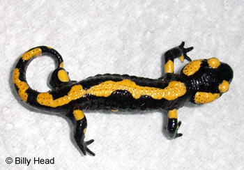 Salamandra salamandra beschkovi