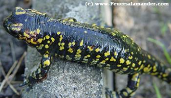 Salamandra salamandra crespoi