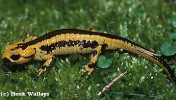 Salamandra salamandra fastuosa