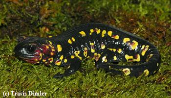 Salamandra salamandra gallaica