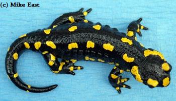 Salamandra salamandra hispanica