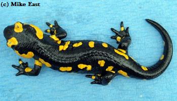 Salamandra salamandra longirostris