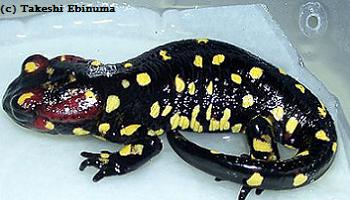 Salamandra salamandra morenica