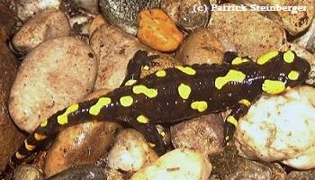 Salamandra salamandra salamandra