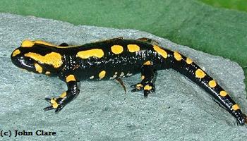 Salamandra salamandra terrestris