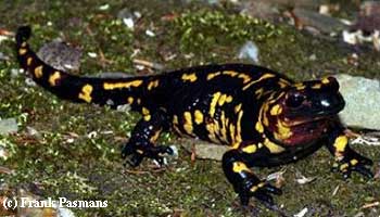 Salamandra salamandra werneri