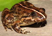 Tylototriton verrucosus