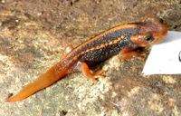 Tylototriton verrucosus