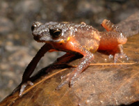 Tylototriton verrucosus