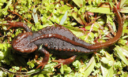 Tylototriton verrucosus