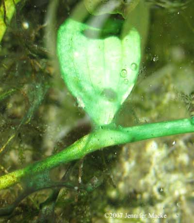 blue-green algae