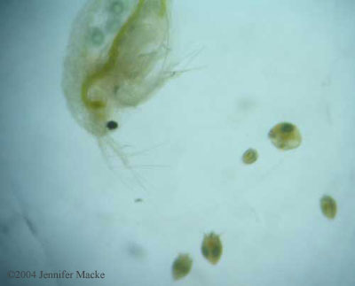 daphnia and ostracods