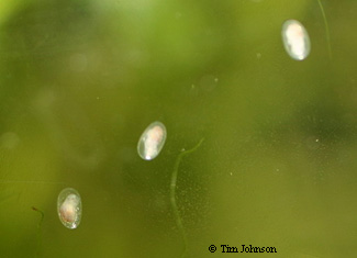 limpets