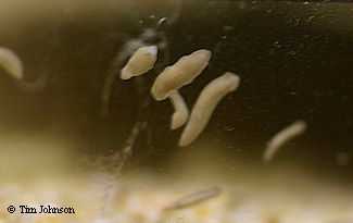 planaria