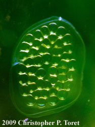 snail eggs in aquarium