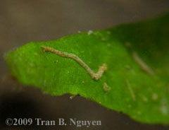 Chironomid midge fly larva