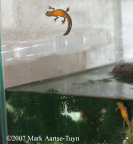 climbing newt