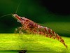 cherry shrimp