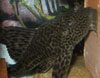 plecostomus