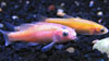 rosy red minnow