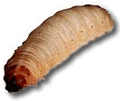 waxworms