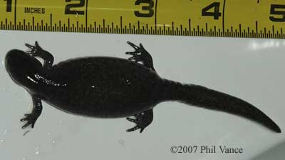 newt with bloat