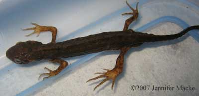 emaciated newt