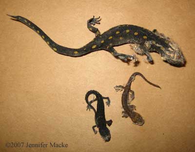 dessicated newts