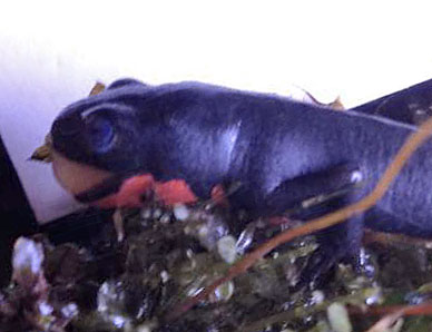 Fire bellied newt with mouth rot