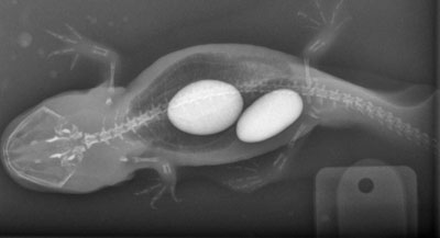 xray of axolotl with rocks in stomach