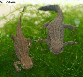 Japanese firebelly newt