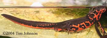 Japanese firebelly newt