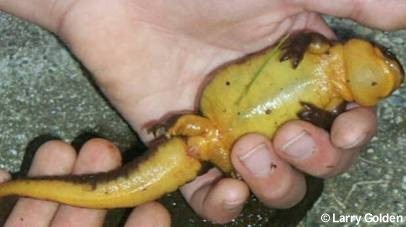 bloated newt