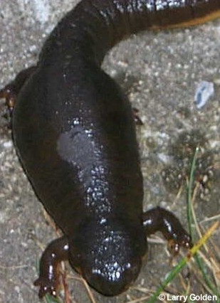 bloated newt