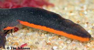 Chinese firebelly newt